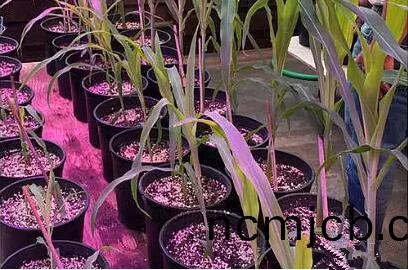 利用LED培育的玉米有何(he)優勢？美國辳業部研究得